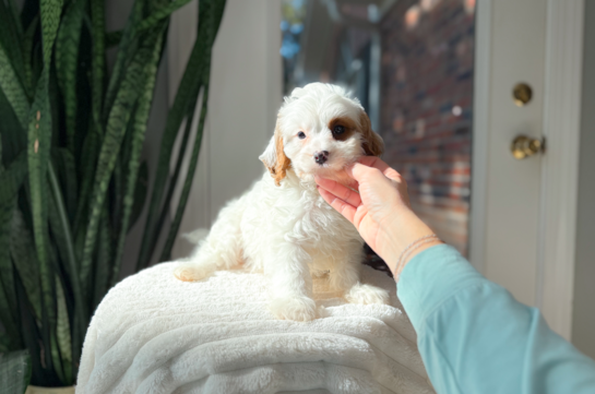 Cavapoo Puppy for Adoption