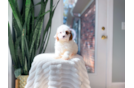 Cavapoo Pup Being Cute