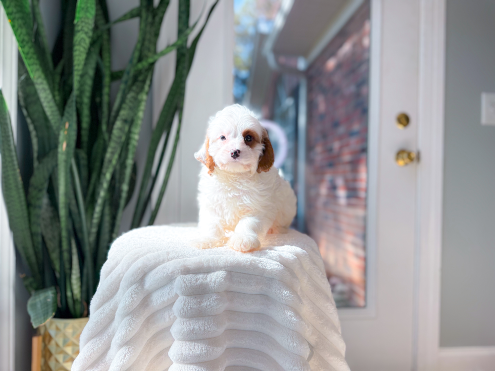 Cavapoo Pup Being Cute
