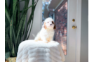 Cavapoo Puppy for Adoption