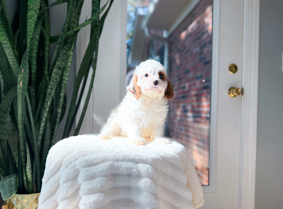 Cavapoo Puppy for Adoption