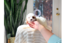 Cute Cavapoo Baby