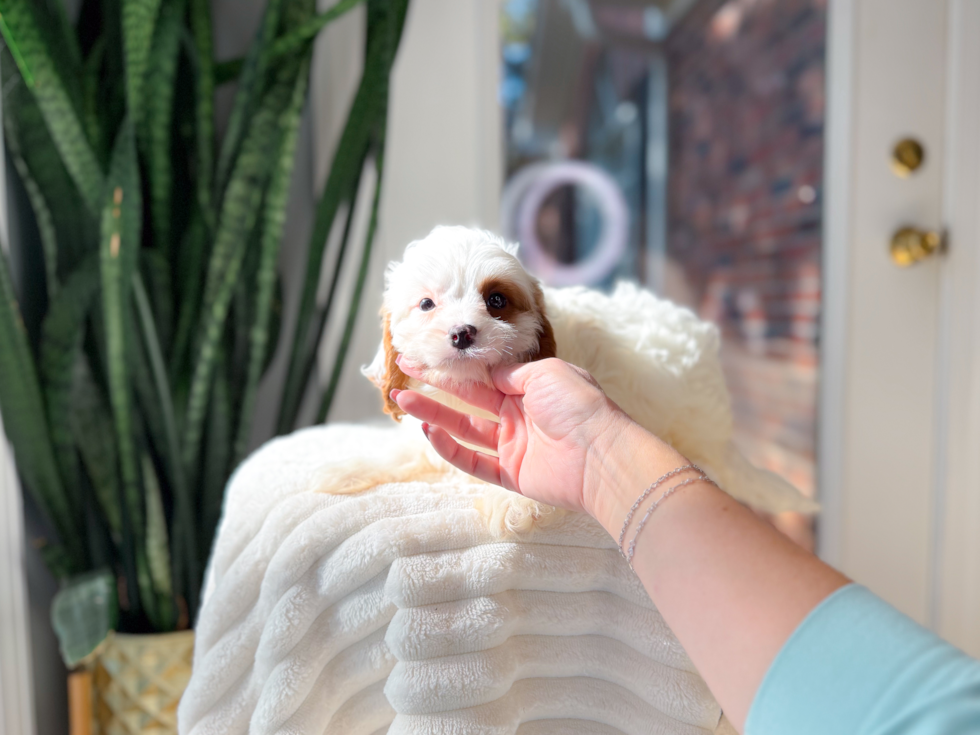 Cute Cavapoo Baby