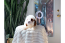 Cavapoo Puppy for Adoption