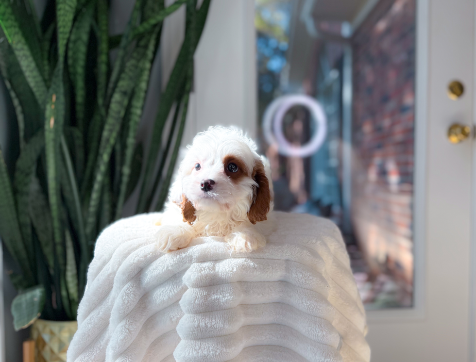 Cavapoo Puppy for Adoption