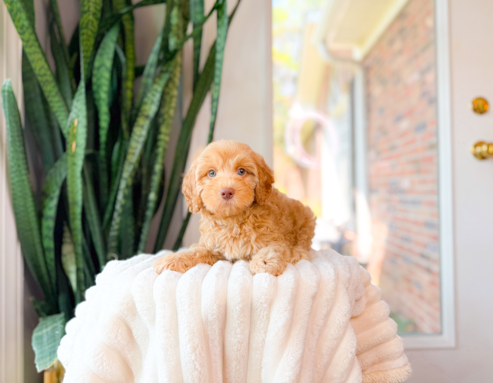 Cavapoo Puppy for Adoption
