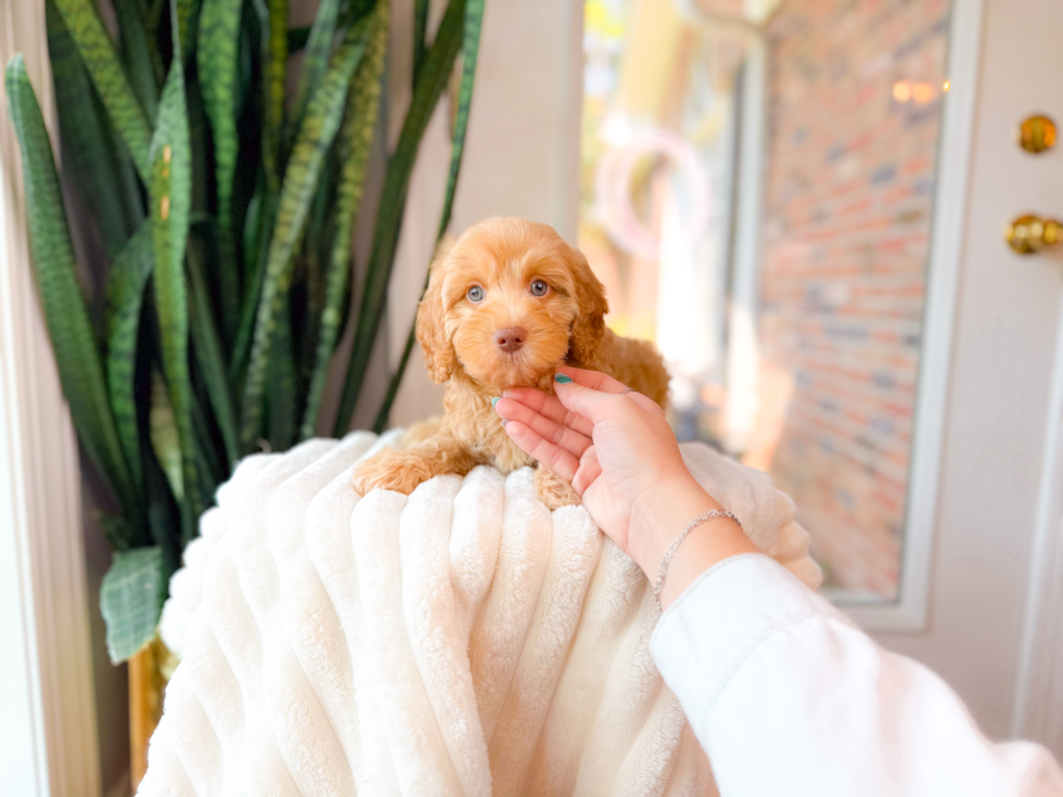 Cavapoo Pup Being Cute