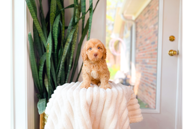 Best Cavapoo Baby