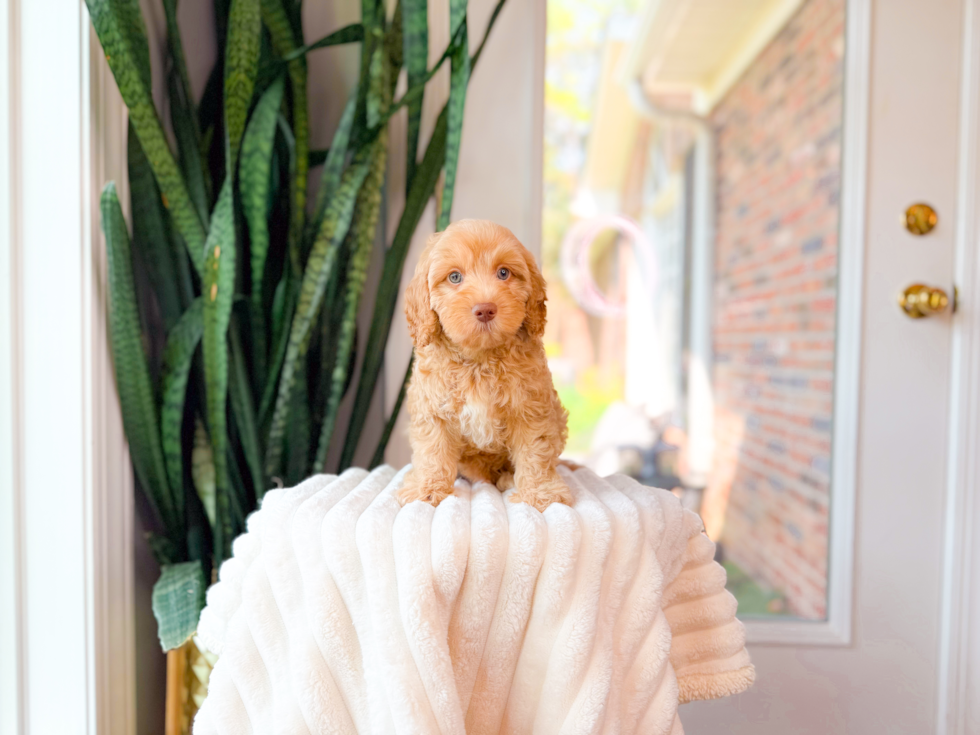 Best Cavapoo Baby