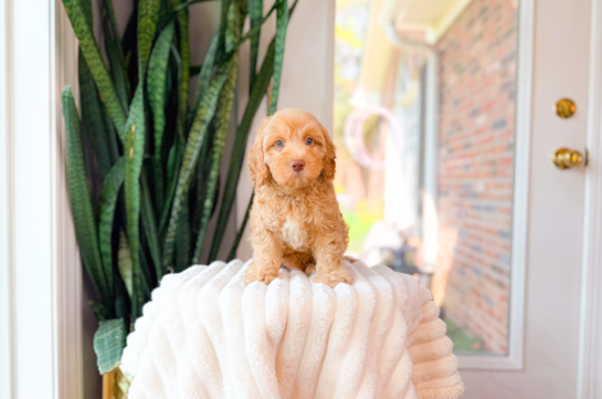 Best Cavapoo Baby