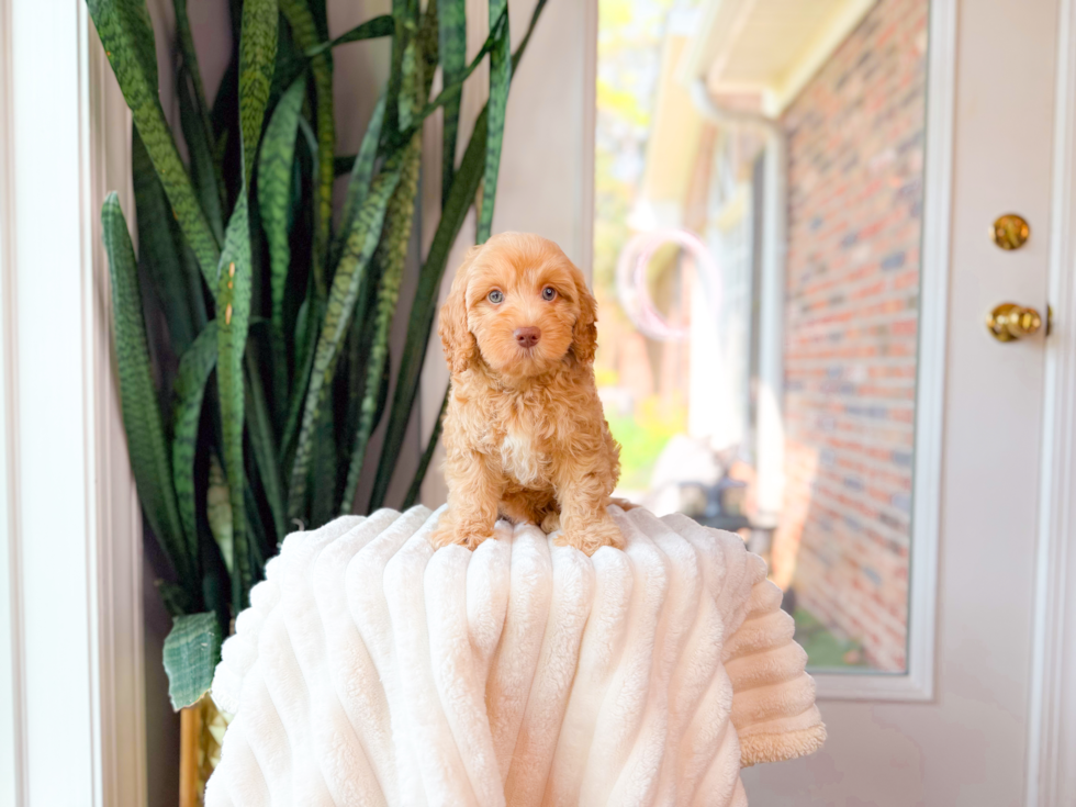 Best Cavapoo Baby