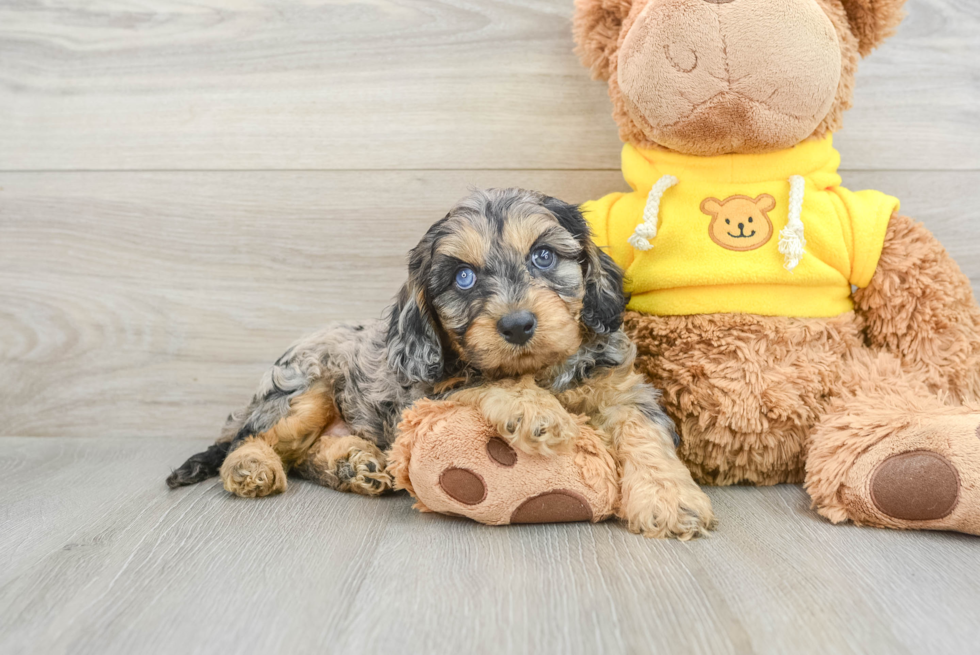 Best Cavapoo Baby