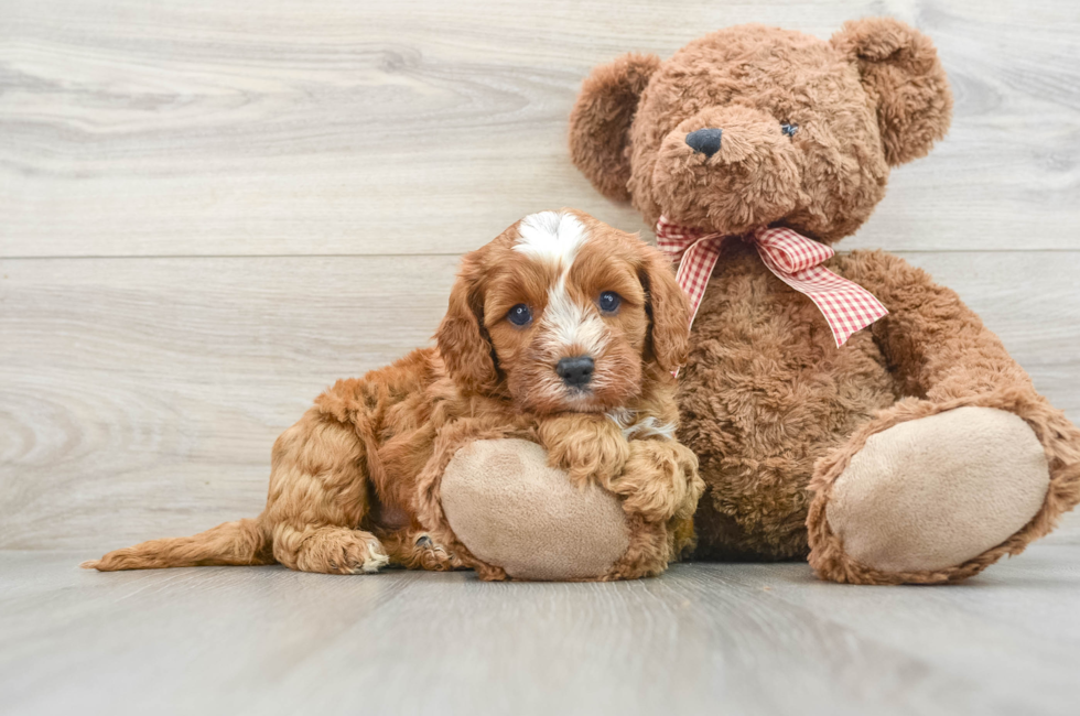 7 week old Cavapoo Puppy For Sale - Simply Southern Pups