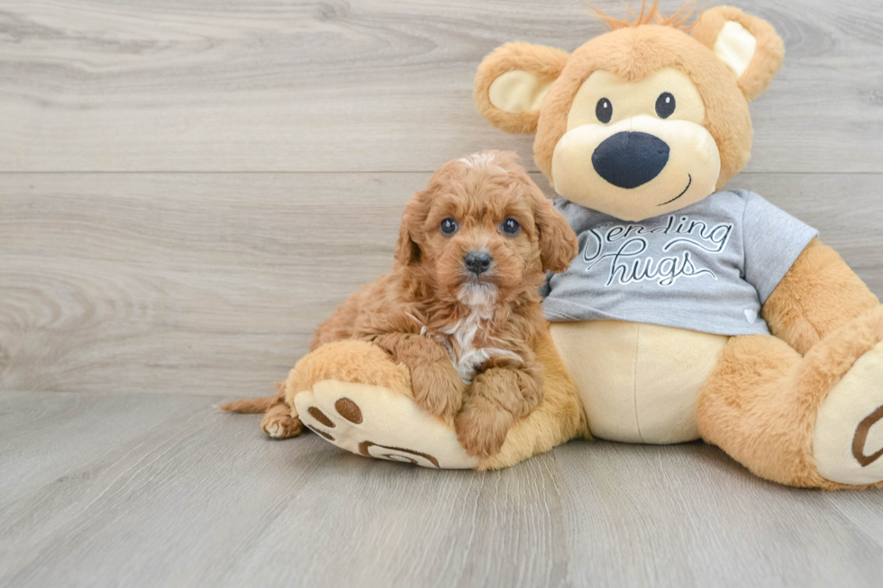 Cavapoo Puppy for Adoption