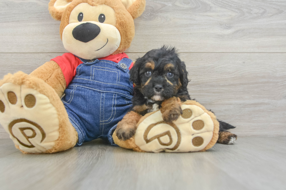 7 week old Cavapoo Puppy For Sale - Simply Southern Pups