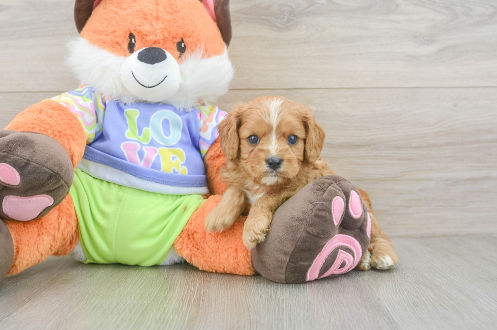 5 week old Cavapoo Puppy For Sale - Simply Southern Pups