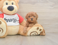 9 week old Cavapoo Puppy For Sale - Simply Southern Pups