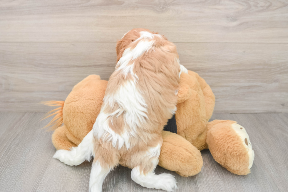 Popular Cavapoo Poodle Mix Pup