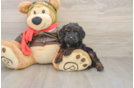 Smart Cavapoo Poodle Mix Pup
