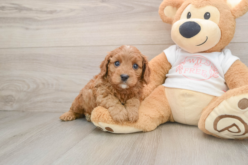 Funny Cavapoo Poodle Mix Pup