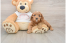 Cavapoo Pup Being Cute