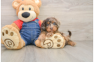Cavapoo Puppy for Adoption