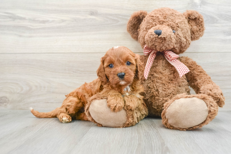 Best Cavapoo Baby