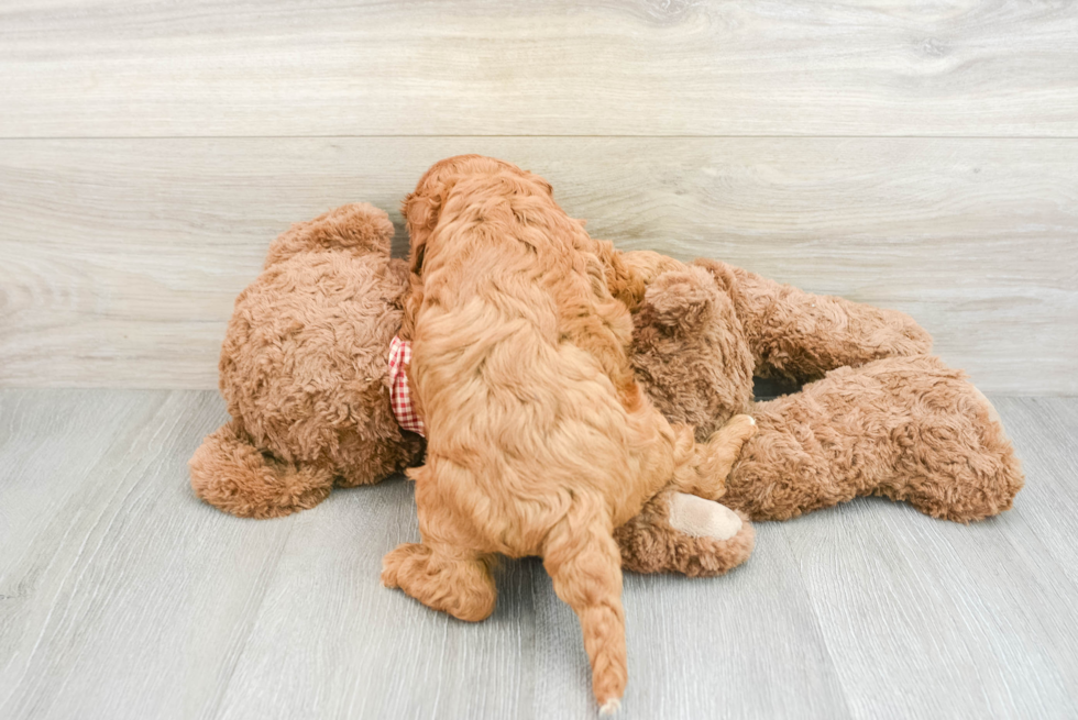 Cavapoo Pup Being Cute