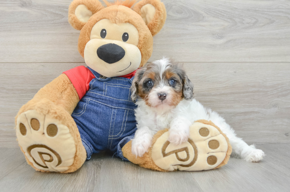 7 week old Cavapoo Puppy For Sale - Simply Southern Pups