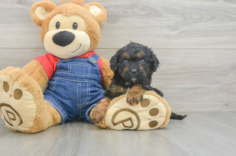 7 week old Cavapoo Puppy For Sale - Simply Southern Pups