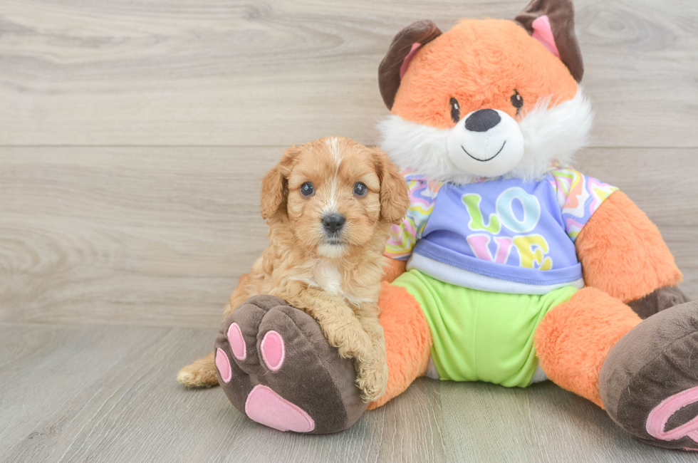 5 week old Cavapoo Puppy For Sale - Simply Southern Pups