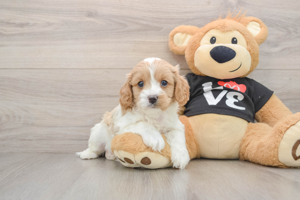 Cavapoo Pup Being Cute