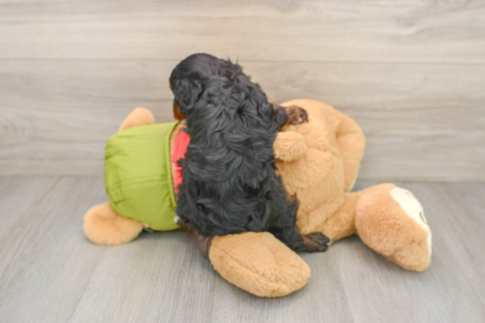 Cavapoo Puppy for Adoption