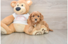 Best Cavapoo Baby