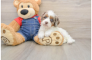 Cavapoo Pup Being Cute