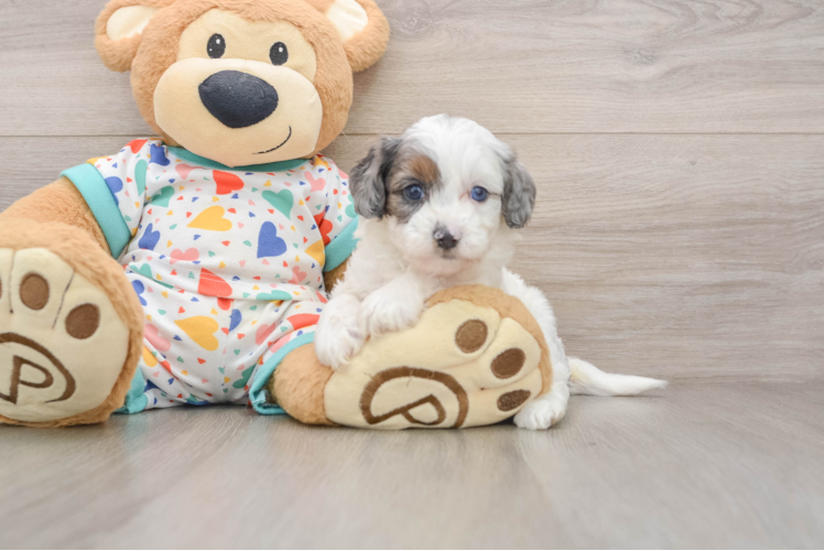 Popular Cavapoo Poodle Mix Pup