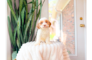 Cavapoo Puppy for Adoption