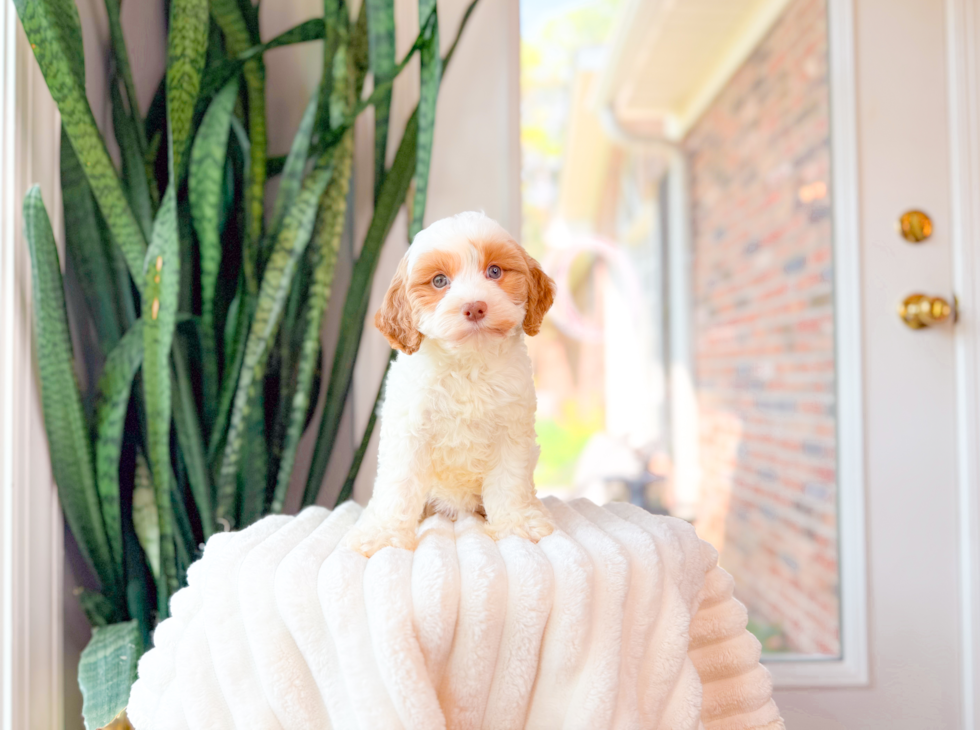 Cavapoo Puppy for Adoption