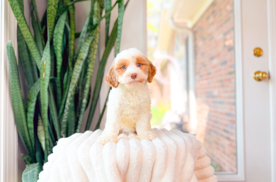 Cavapoo Puppy for Adoption