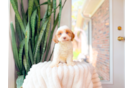 Cute Cavapoo Baby