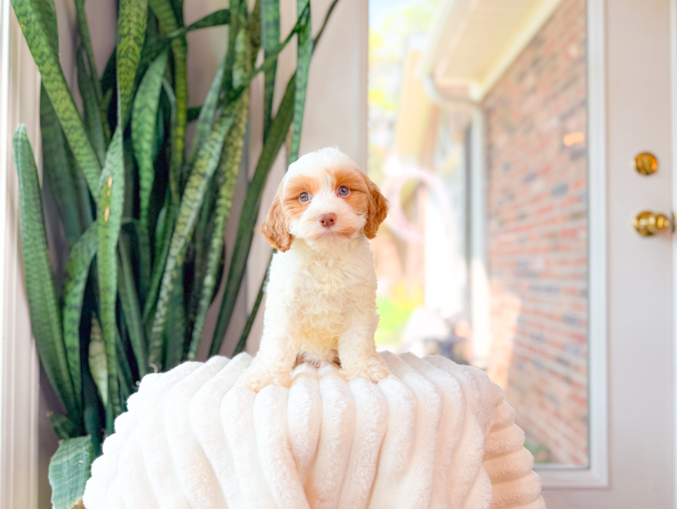Cute Cavapoo Baby