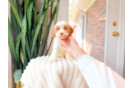 Cute Cavapoo Poodle Mix Pup