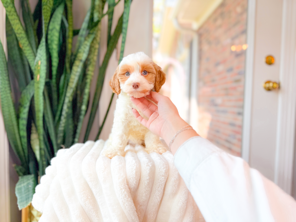 Cute Cavapoo Poodle Mix Pup