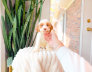 11 week old Cavapoo Puppy For Sale - Simply Southern Pups