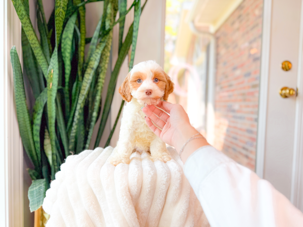 Best Cavapoo Baby