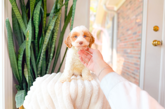 Best Cavapoo Baby