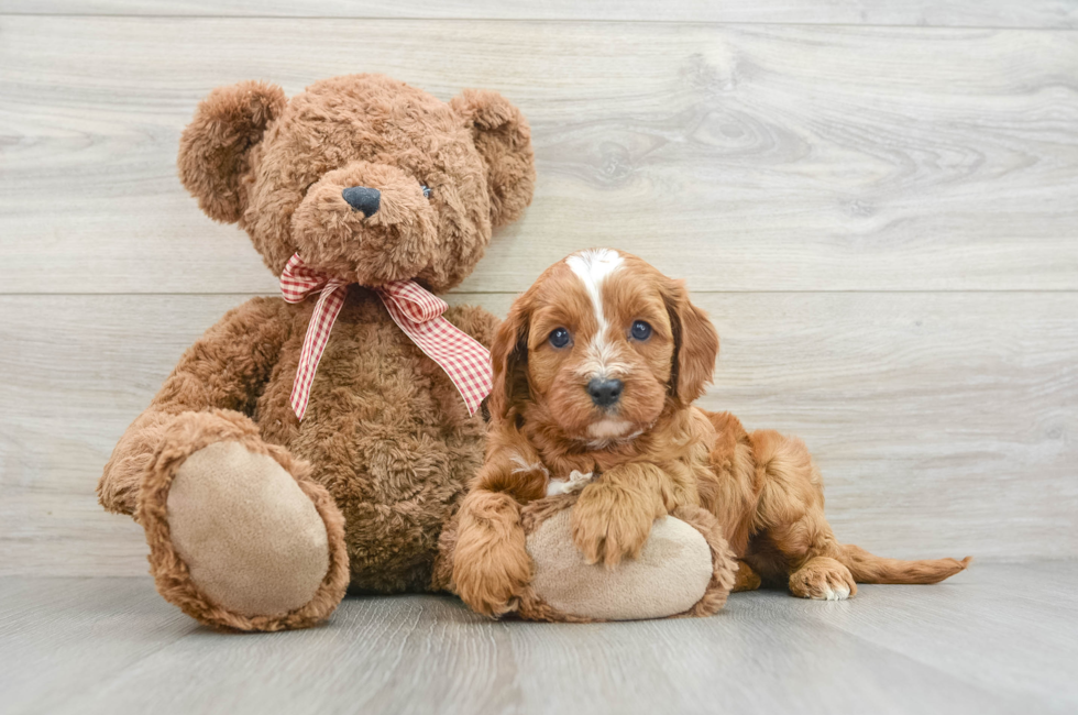 7 week old Cavapoo Puppy For Sale - Simply Southern Pups