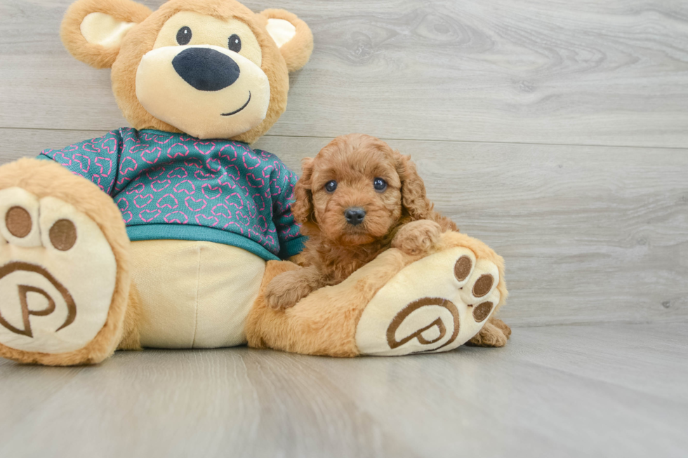 Hypoallergenic Cavadoodle Poodle Mix Puppy