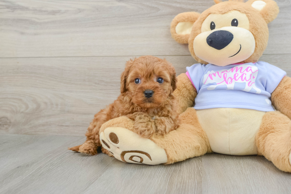 Sweet Cavapoo Baby