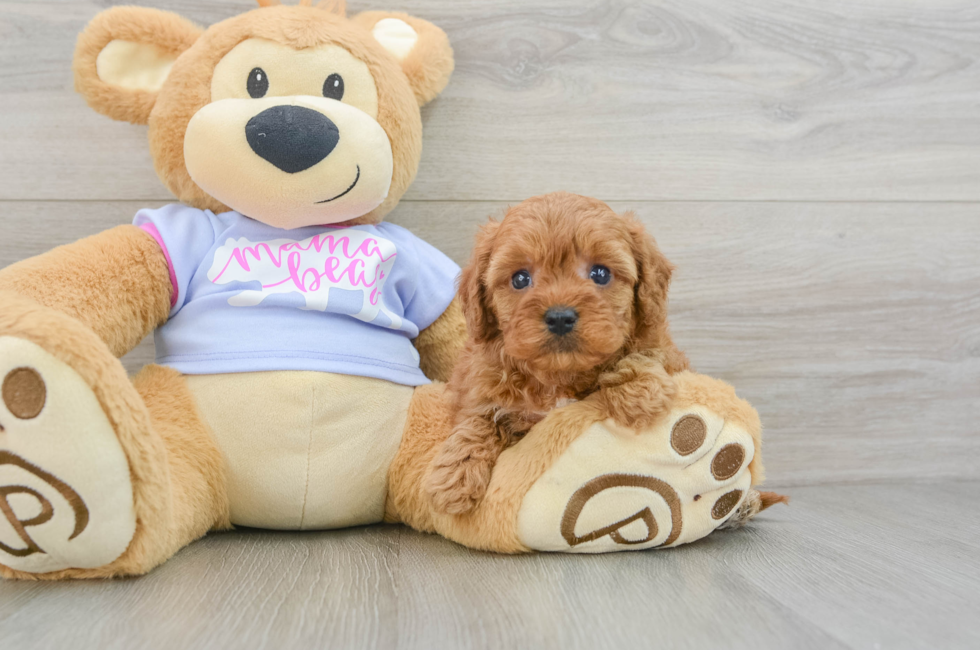 6 week old Cavapoo Puppy For Sale - Simply Southern Pups